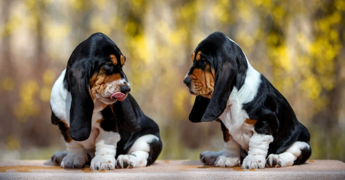Basset Puppies