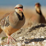National Bird of Pakistan