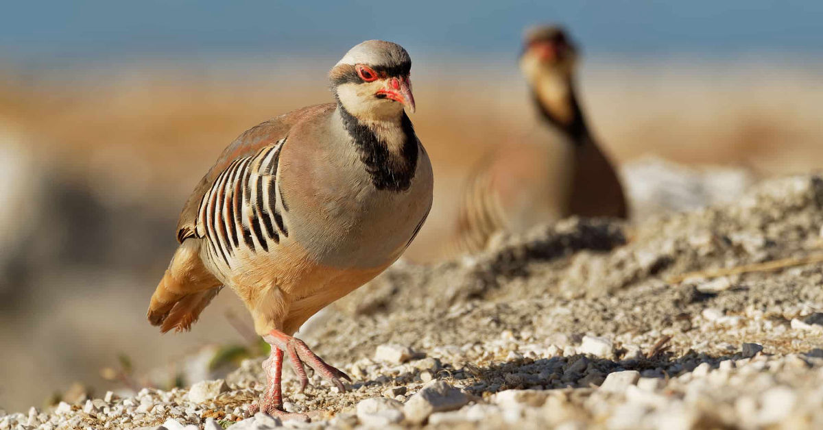 National Bird of Pakistan